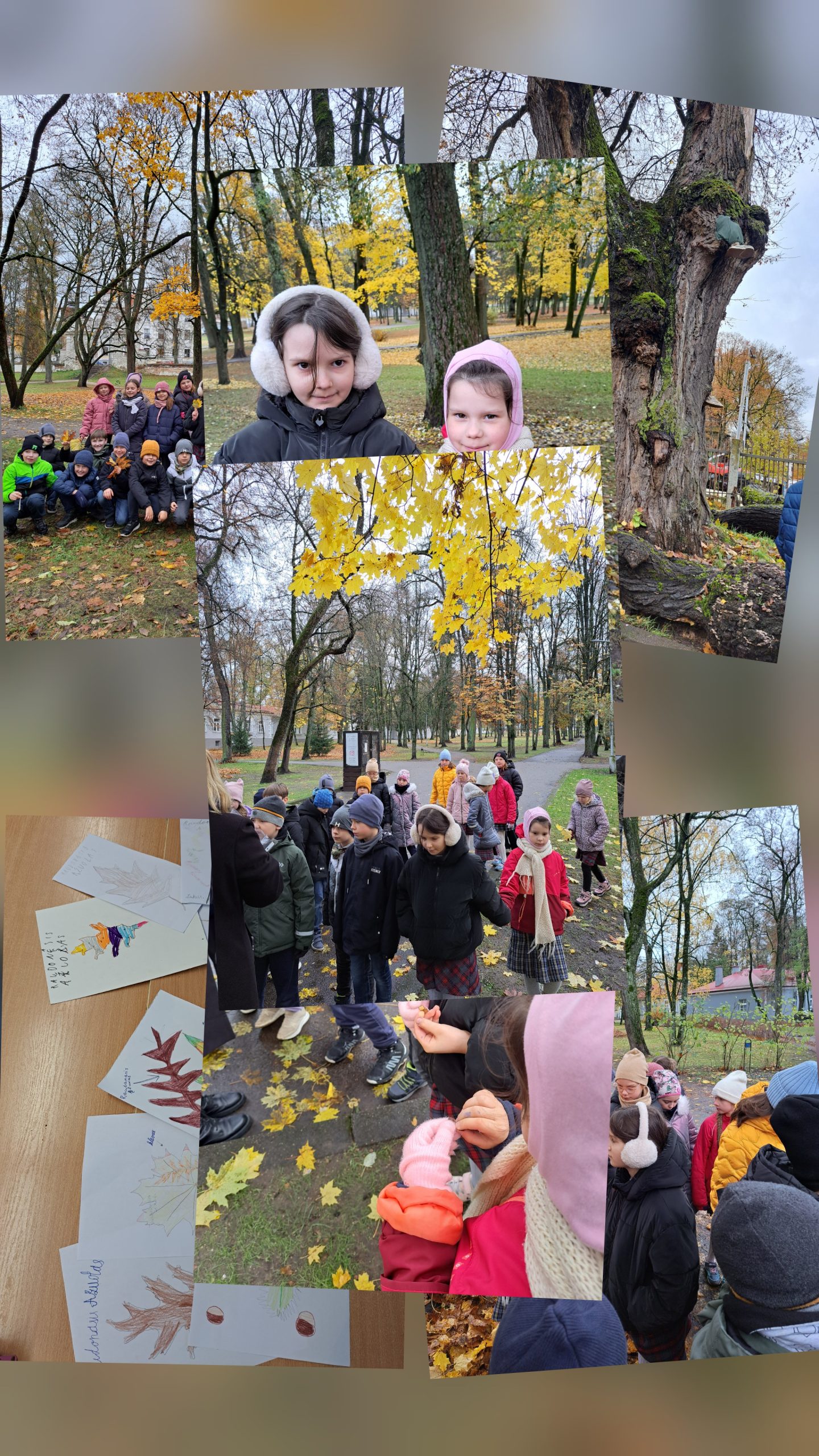 Pažink Lietuvos medžius