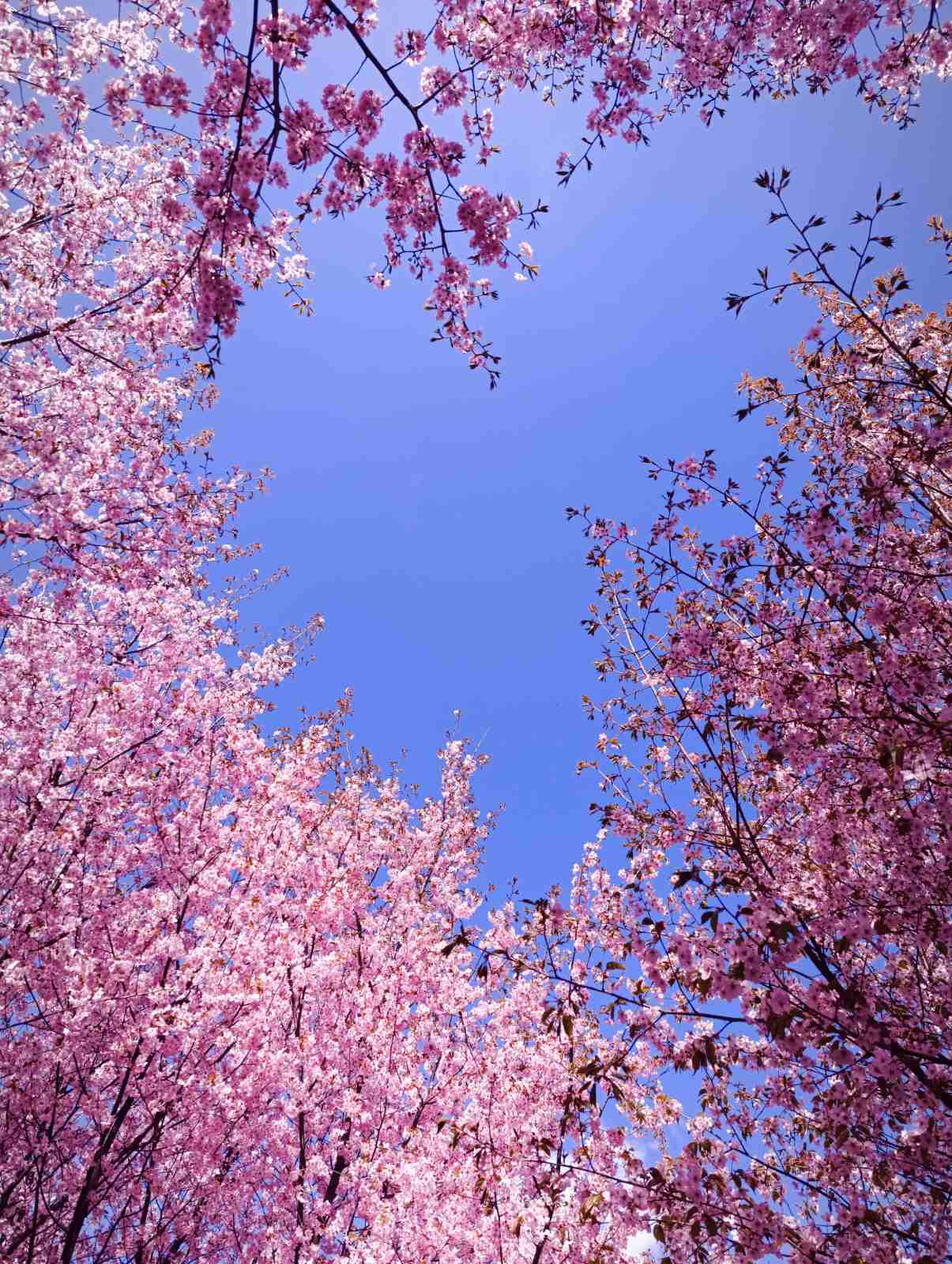 6D klasės pamokos po atviru dangumi: istorija, sportas ir sakurų žiedai